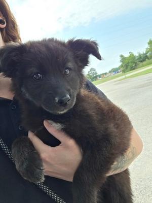 Bee, Siberian Husky Mix, puppy, available for adoption