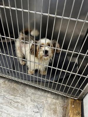Shiloh, Mixed Breed, adult, available for adoption