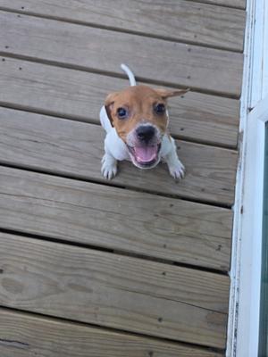 A small dog with a white and brown coat is sitting on a wooden deck, looking up with its mouth open and tongue out.