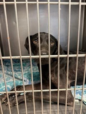 Fern, Labrador Retriever Mix, adult, available for adoption