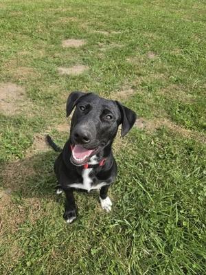 A black dog with a red collar sitting on grass, looking up at the camera with its mouth open.