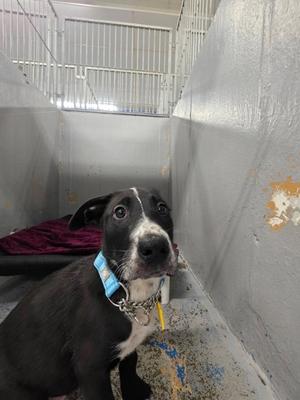Autozone, Mixed Breed, puppy, available for adoption