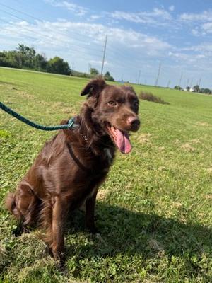 Dallas, Australian Shepherd Mix, adult, available for adoption