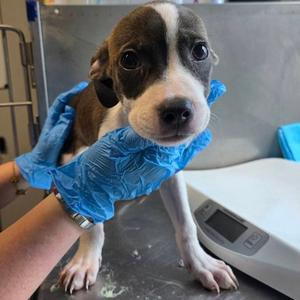 Cecropia, Mixed Breed, puppy, available for adoption