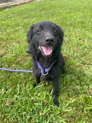 Heather, Mixed Breed, adult, available for adoption