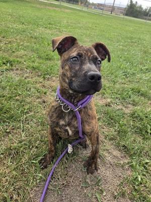 A brindle-colored dog with a purple collar and leash, sitting on a grassy field.