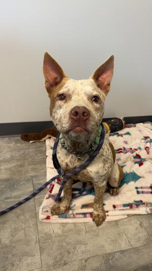Fergi, Mixed Breed, adult, available for adoption