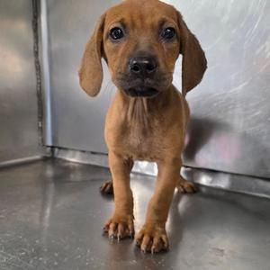 Buffalo Wing, English Coonhound (Redtick Coonhound) Mix, puppy, available for adoption