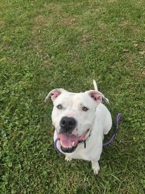 Dior, Mixed Breed, adult, available for adoption