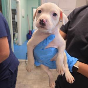 Fiat, Mixed Breed, puppy, available for adoption