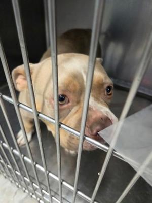 Chase, Mixed Breed, young, available for adoption