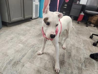 A white dog with a pink harness standing on a tiled floor.