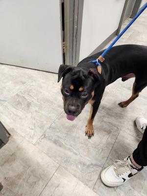 Doughboy, Bully American  - Standard Mix, young, available for adoption