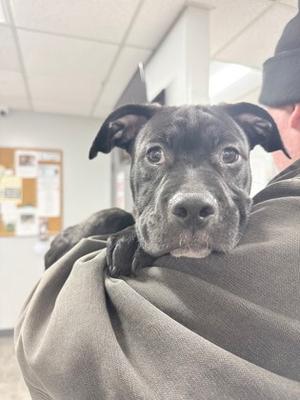 A dog being held by a person.