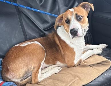 Ariana, Mixed Breed, young, available for adoption