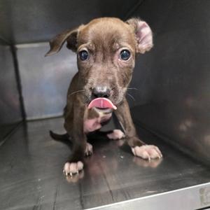 a brown puppy with blue eyes sticking its tongue out