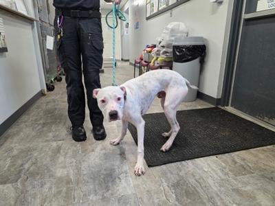 Zombie, Mixed Breed, young, available for adoption