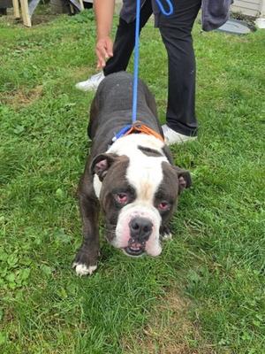 Louie, English Bulldog Mix, adult, available for adoption