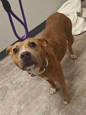 Coi, Mixed Breed, adult, available for adoption