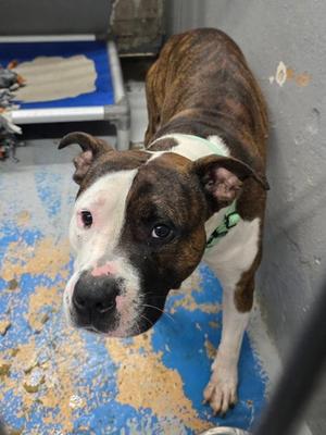 Magic Man, Mixed Breed, young, available for adoption