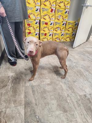 A brown dog standing on a tiled floor, wearing a red collar, with a person standing behind it holding a leash. There are yellow boxes with images of dogs in the background.