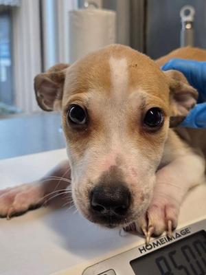Code Red, American Staffordshire Terrier Mix, puppy, available for adoption