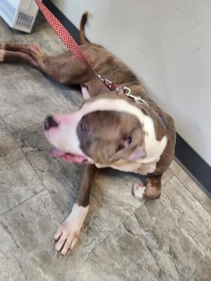 A brown and white dog lying on a tiled floor, wearing a red leash.