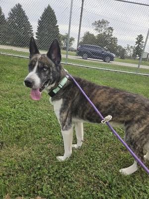 A brindle and white dog with a green collar and a purple leash standing on grass in a fenced area.