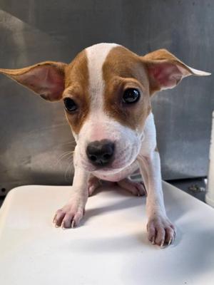 Cherry, American Staffordshire Terrier Mix, puppy, available for adoption