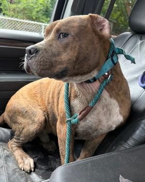 Boss, Mixed Breed, young, available for adoption