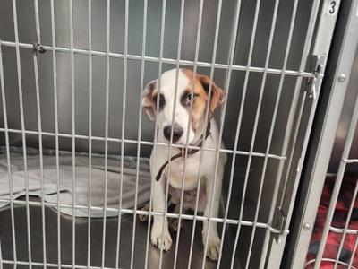 A dog sitting inside a metal cage, looking out through the bars.