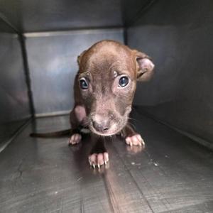 a small brown puppy sitting on a metal surface