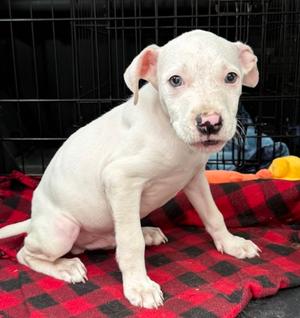 Linen, Mixed Breed, puppy, available for adoption