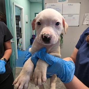 Audi, Mixed Breed, puppy, available for adoption