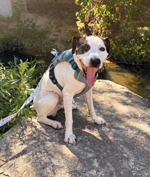 Bully, Pit Bull Terrier Mix, adult, available for adoption