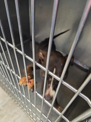 A small brown dog with a white patch on its face is inside a metal cage. The dog's head is visible through the bars, and it appears to be looking out. Its front paw is resting on the cage door, which is slightly open. The dog has a short coat and a black nose.