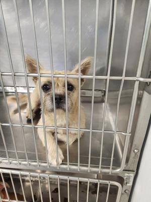 A small dog with light brown fur and large ears is sitting inside a metal cage. The dog has a black nose and dark eyes, and it appears to be looking directly at the camera. The cage has vertical bars, and the background is a metallic surface.