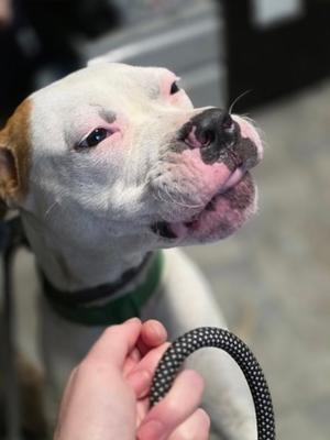 Aries, Mixed Breed, young, available for adoption