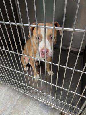 Allison, Mixed Breed, young, available for adoption