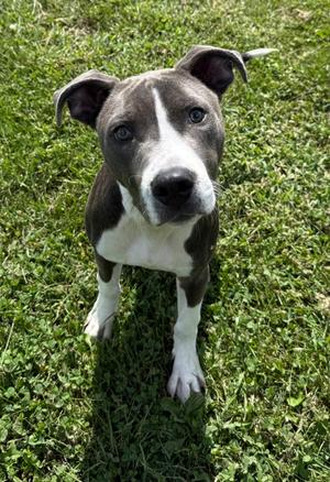 Lucki, Pit Bull Terrier Mix, young, available for adoption