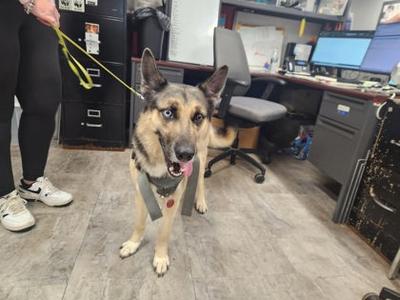 Leo, German Shepherd Dog Mix, senior, available for adoption