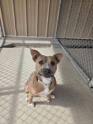 A brown and white dog with a green collar sitting on a concrete floor in a kennel.
