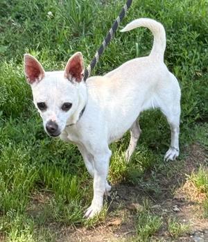 Moxie, Chihuahua, young, available for adoption