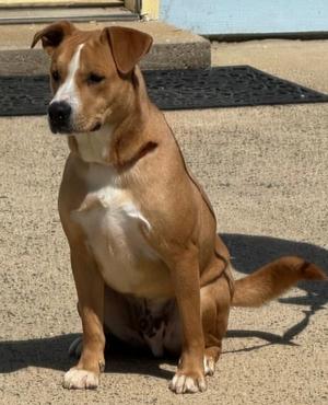 Pretzel, Hound, young, available for adoption