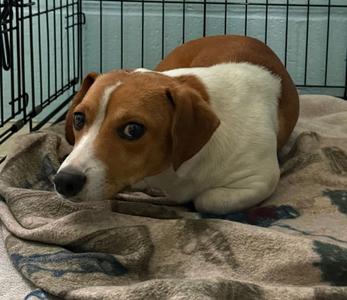 Noah, Beagle / Chihuahua, young, available for adoption