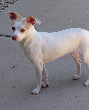 Clarice, Chihuahua / Rat Terrier, adult, available for adoption