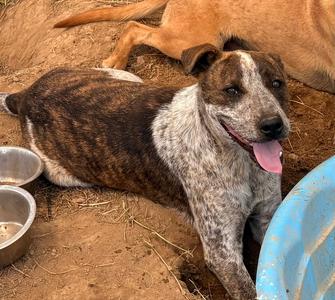 Moon, Cattle Dog, young, available for adoption