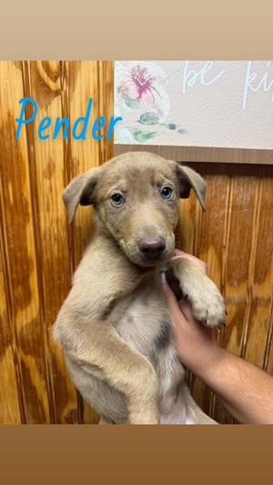 Pender, Catahoula Leopard Dog / Australian Shepherd, available for adoption