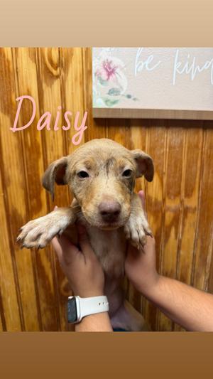Daisy, Labrador Retriever / Australian Shepherd, available for adoption