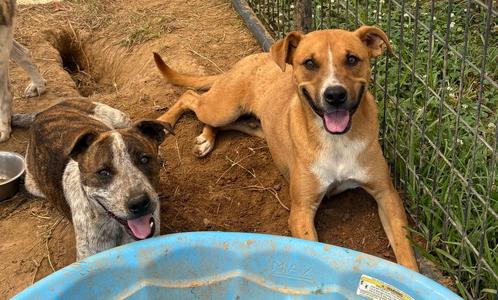 Comet, Cattle Dog, young, available for adoption